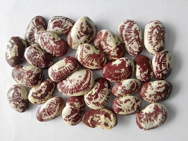 VEB- Fresh Lima Beans ( Đậu ngự tươi ) ( 1Kg / pack 200g )