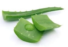 VE.R-Củ, quả. Aloe Vera (Nha đam) -ĐN&HA