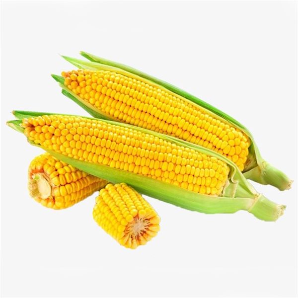 VE.R- Bắp mỹ - Nha Trang - American Corn ( trái )