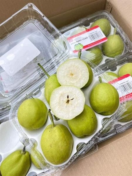 FR.I- Baby Pear (Lê Thiên Đường) -ĐN