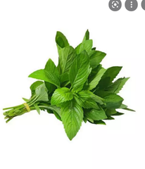 VE.H- Hoary Basil (É trắng) -NT
