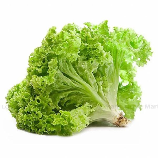 VE.V- Green Lolo Lettuce (Xà lách lolo xanh) -NT