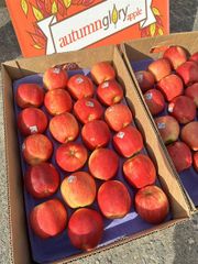 FR.I-Trái cây. Ambrosia Glory Apple (Táo Ambrosia Glory) -ĐN