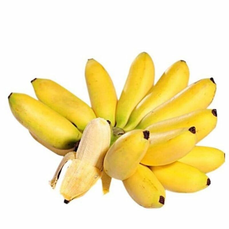 FR.L- Areca Banana (Chuối cau) -HA