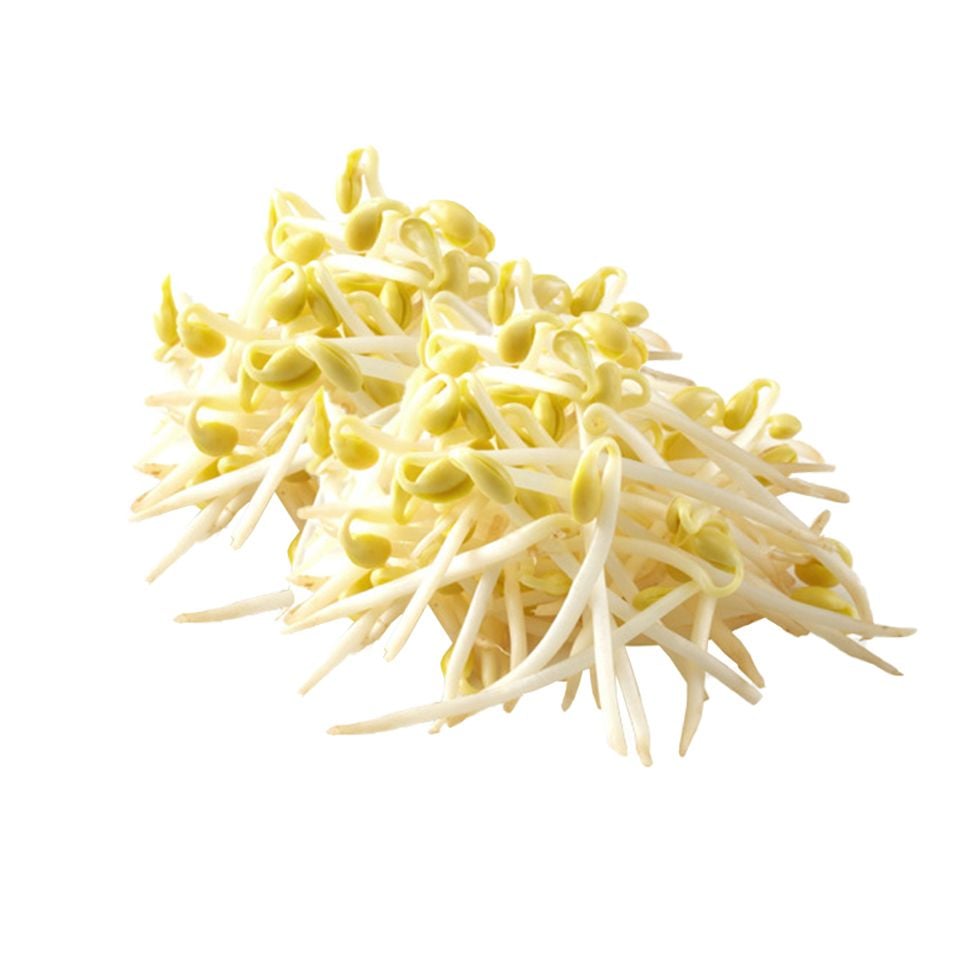 VE.V- Bean Sprouts (Giá đỗ) -ĐN