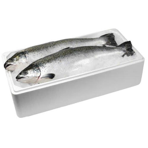 ME.F-Frozen Whole Salmon Aysen Coho