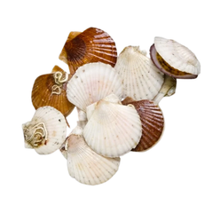 ME.F- Scallops Size 8-10 OKiniFood 460g