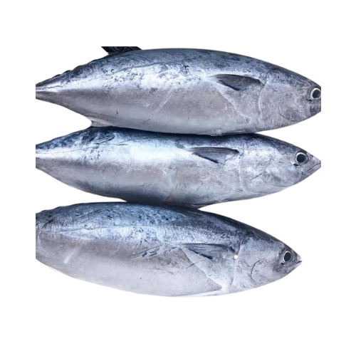 ME.F- Fresh Tuna