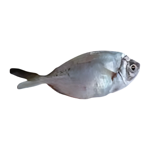 ME.F- Ponyfish (Cá liệt sứa)