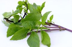 VE.H- Fresh Basil (Húng quế tươi) -ĐN