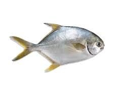 ME.F- Butterfish (Cá Chim)