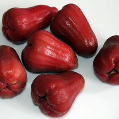 FR.L- Bell Fruit (Trái mận) - NT