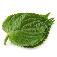 VE.H- Fresh Sesame Leaves (Lá mè) -ĐN