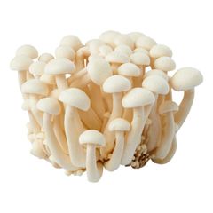 VE.M- White Lingzhi Mushroom (Nấm linh chi trắng) 125g -NT