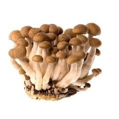 VE.M- Brown Lingzhi Mushroom (Nấm linh chi nâu) 125g -NT