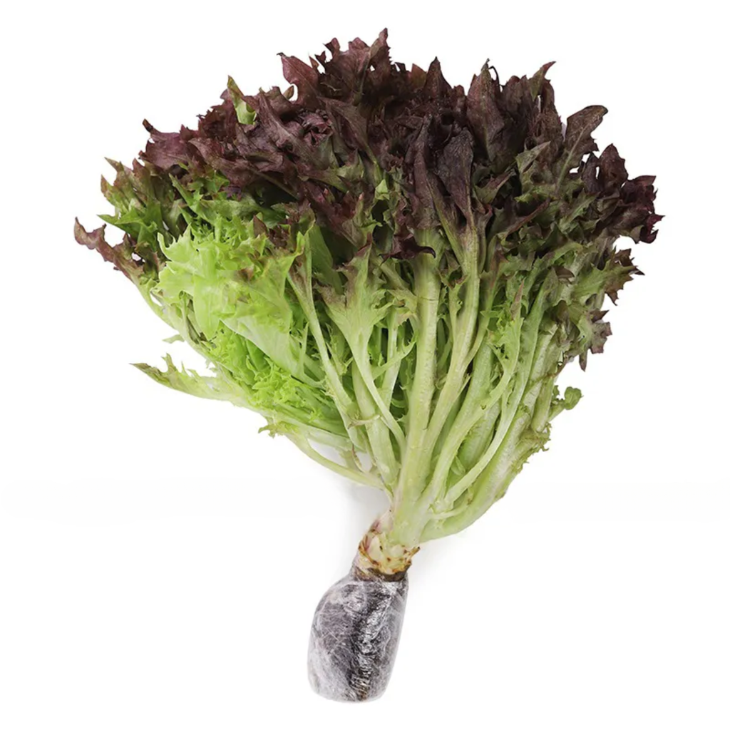 VE.V- Hydroponic Crispinet Purple Lettuce (Xà lách thủy tinh tím) -ĐN