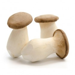 VE.M- Fresh King Oyster Mushroom (Nấm đùi gà) 200g