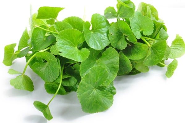VE- Rau má - Centella