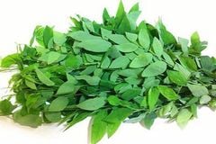 VE- Rau ngót - Katuk (Chỉ có tại Nha Trang)