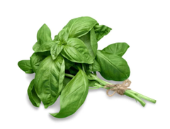 VE.H-Rau. Fresh Sweet Basil (Quế tây tươi) -NT ecp