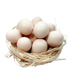 EG-White Chicken Egg -ĐN