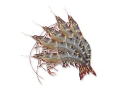 ME.F- Organic Black Tiger ShrimSIZE 16/20 GolbalFoods 500g