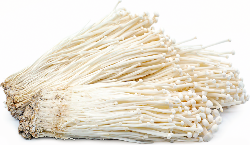 VE- Fresh Blue Enoki Mushroom ( PACK )