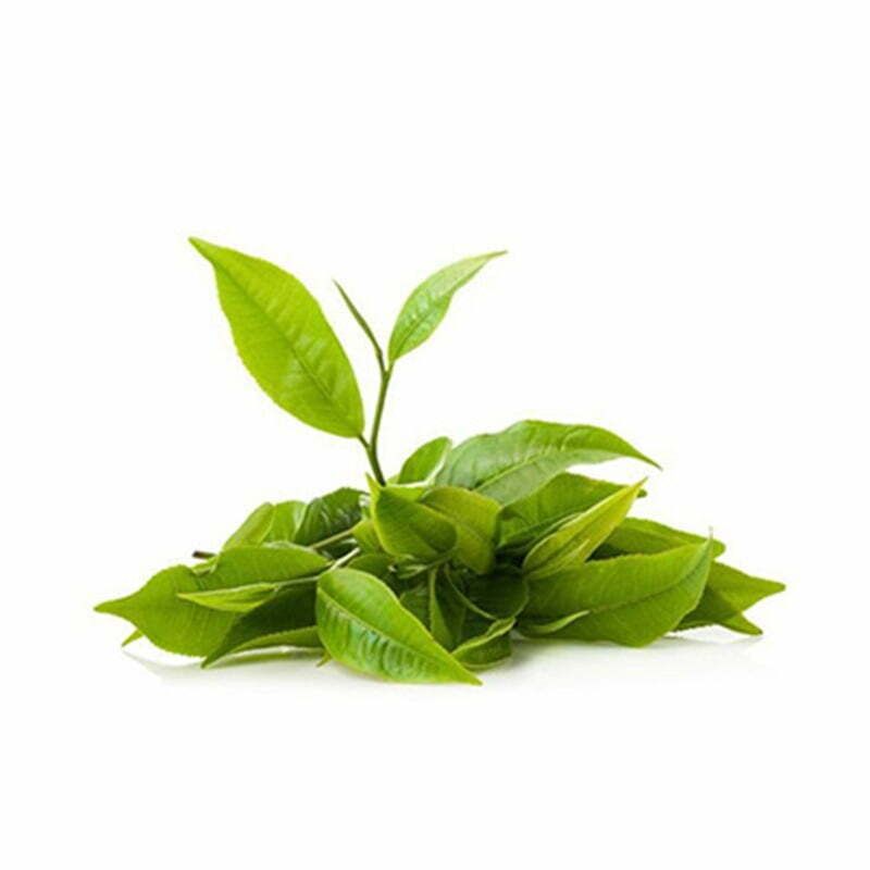 Hãy tận hưởng hương vị tuyệt vời của trà xanh qua hình ảnh lá trà xanh tươi ngon và sống động hết sức tự nhiên. Đây thực sự là một niềm vui đối với thực khách yêu trà xanh và muốn trải nghiệm trà xanh thật tươi mới.