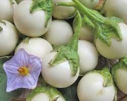 VEB- White Eggplant ( Cà pháo trắng ) ( 1Kg / 1pcs )
