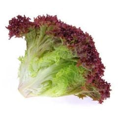 VE.V- Hydroponic Lolo Rossa Lettuce ( Xà lách xoăn tím) -ĐN