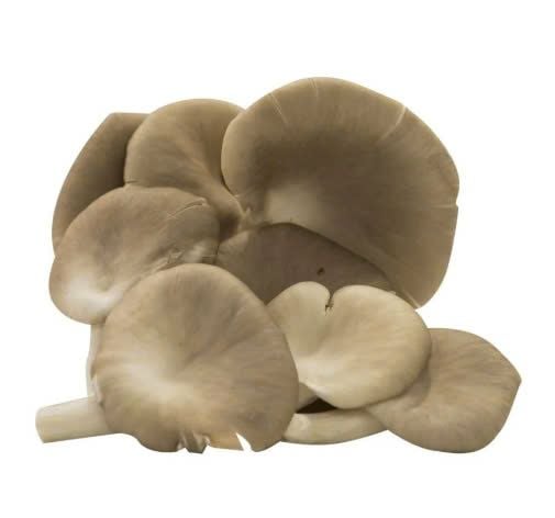 VE.M- Fresh Oyster Mushroom (Nấm bào ngư xám) 200g
