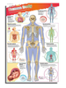 Poster Human Body