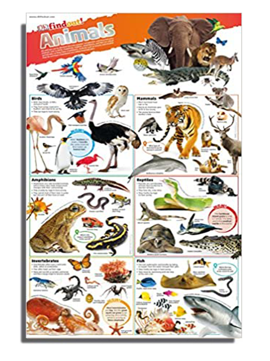 Poster Animals