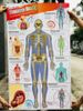 Poster Human Body