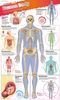 Poster Human Body