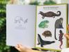 Animalium Activity Book