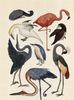 Animalium Poster Book