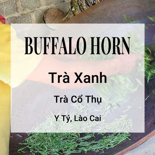  Trà Xanh Buffalo Horn 