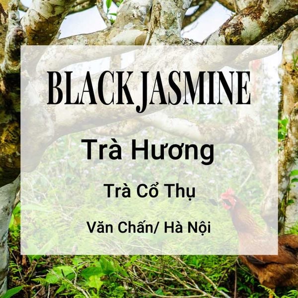 Black Jasmine Trà Hương Banner