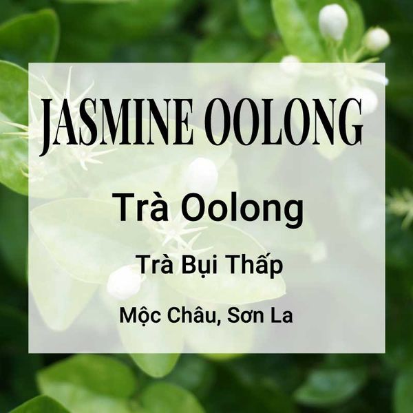  Trà Nhài Jasmine Oolong 