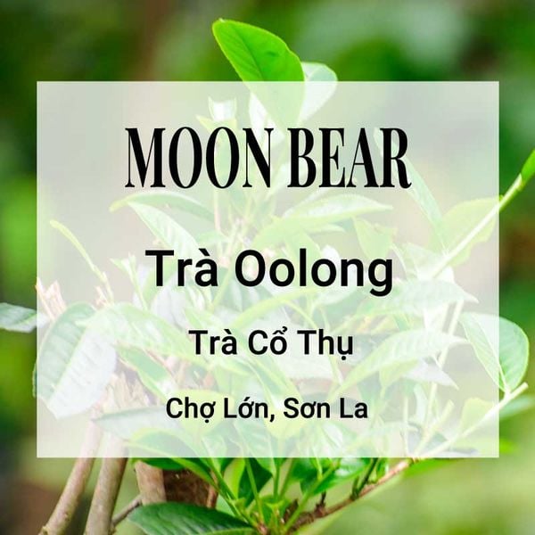  Trà Oolong Cổ Thụ Moon Bear 