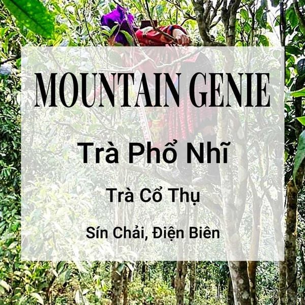  Trà Phổ Nhĩ Sống Mountain Genie 