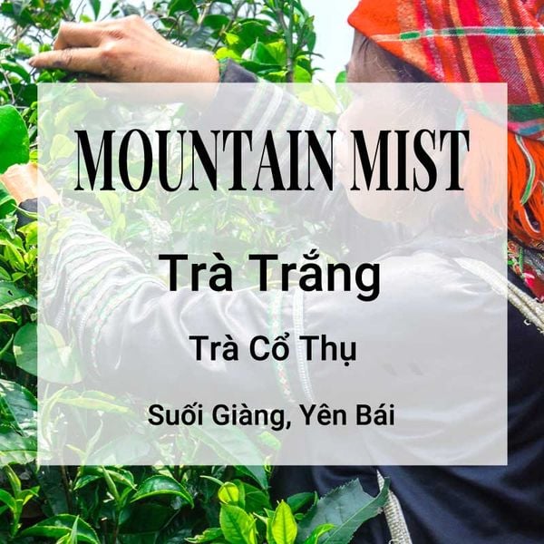 Mountain Mist Trà Trắng Banner