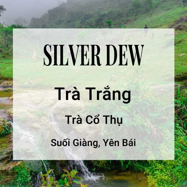  Trà Trắng Silver Dew 