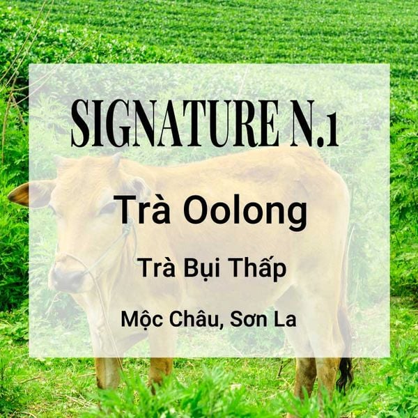  Trà Oolong Signature 