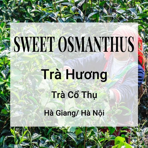  Trà Hoa Sweet Osmanthus 