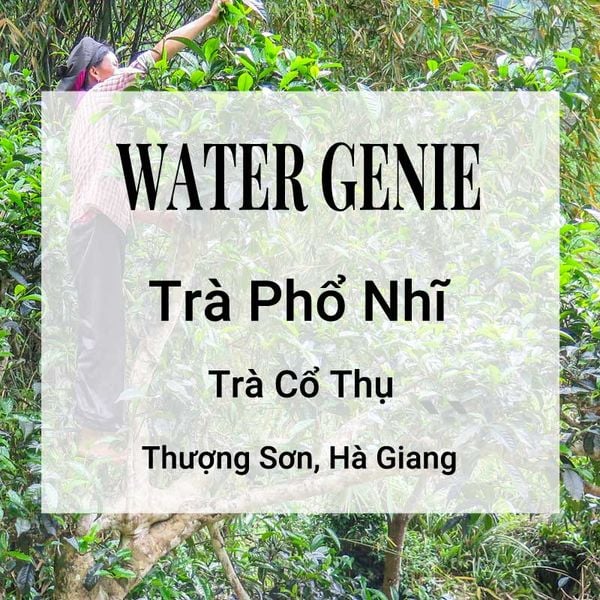 Water Genie Trà Phổ Nhĩ Banner