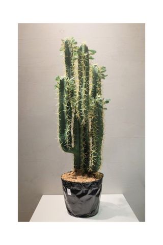 Xương rồng Euphorbia nhân tạo size L