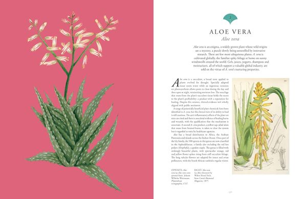 Kew - Rare Plants: The world's unusual and endangered plants