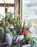  Succulents (Floramour) 
